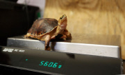 Whipsnade Zoo annual weigh-in
