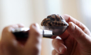 Whipsnade Zoo annual weigh-in