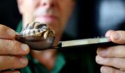 Whipsnade Zoo annual weigh-in
