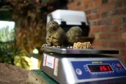 Whipsnade Zoo annual weigh-in
