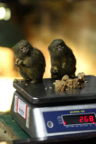 Whipsnade Zoo annual weigh-in