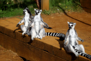 Whipsnade Zoo annual weigh-in