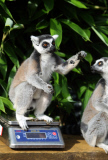 Whipsnade Zoo annual weigh-in