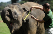 Whipsnade Zoo annual weigh-in