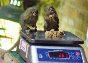ZSL Whipsnade Zoo¿s annual animal weigh-in
