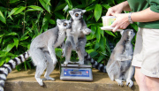 ZSL Whipsnade Zoo¿s annual animal weigh-in