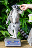ZSL Whipsnade Zoo¿s annual animal weigh-in