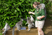 ZSL Whipsnade Zoo¿s annual animal weigh-in