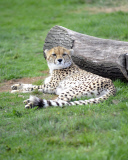 ZSL Whipsnade Zoo Annual Weigh-In