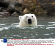 Winking animals by Paul Goldstein - Dec 2012
