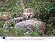 Winking animals by Paul Goldstein - Dec 2012