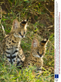 Winking animals by Paul Goldstein - Dec 2012
