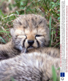 Winking animals by Paul Goldstein - Dec 2012