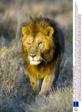 Winking animals by Paul Goldstein - Dec 2012
