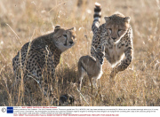 Winking animals by Paul Goldstein - Dec 2012