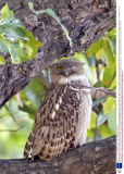 Winking animals by Paul Goldstein - Dec 2012