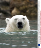 Winking animals by Paul Goldstein - Dec 2012