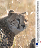 Winking animals by Paul Goldstein - Dec 2012
