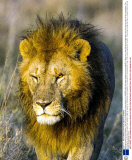 Winking animals by Paul Goldstein - Dec 2012