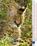 Winking animals by Paul Goldstein - Dec 2012