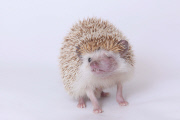Igel Milo verletzt sich mit dem eigenen Stachel am Auge