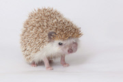 Igel Milo verletzt sich mit dem eigenen Stachel am Auge