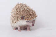 Igel Milo verletzt sich mit dem eigenen Stachel am Auge