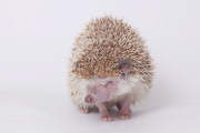 Igel Milo verletzt sich mit dem eigenen Stachel am Auge