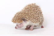 Igel Milo verletzt sich mit dem eigenen Stachel am Auge