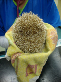 Igel Milo verletzt sich mit dem eigenen Stachel am Auge