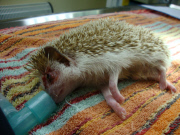 Igel Milo verletzt sich mit dem eigenen Stachel am Auge