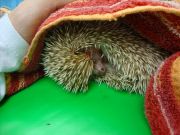 Igel Milo verletzt sich mit dem eigenen Stachel am Auge