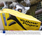 Lemurs search for food hidden in a Yellow Pages book at Paignton Zoo, Devon, Britain - 02 Sep 2013