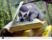Lemurs search for food hidden in a Yellow Pages book at Paignton Zoo, Devon, Britain - 02 Sep 2013