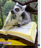 Lemurs search for food hidden in a Yellow Pages book at Paignton Zoo, Devon, Britain - 02 Sep 2013