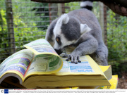 Lemurs search for food hidden in a Yellow Pages book at Paignton Zoo, Devon, Britain - 02 Sep 2013