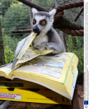 Lemurs search for food hidden in a Yellow Pages book at Paignton Zoo, Devon, Britain - 02 Sep 2013