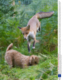 Rosie the abandoned fox cub chases her friend Maddy the dog, Near Corwen, North Wales - 29 Aug 2013