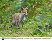 Rosie the abandoned fox cub chases her friend Maddy the dog, Near Corwen, North Wales - 29 Aug 2013