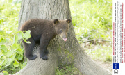 Playful bear cubs, Parc Omega, Quebec, Canada - 03 Jun 2013