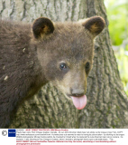Playful bear cubs, Parc Omega, Quebec, Canada - 03 Jun 2013