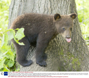 Playful bear cubs, Parc Omega, Quebec, Canada - 03 Jun 2013