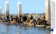 Sea lions sleep in a large pile, Moss Landing, California, America - Mar 2013
