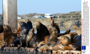 Sea lions sleep in a large pile, Moss Landing, California, America - Mar 2013