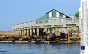 Sea lions sleep in a large pile, Moss Landing, California, America - Mar 2013