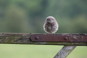 Little Owl and Great Spotted Woodpecker fight over food and territory, Worcestershire, Britain - 26 Jun 2013