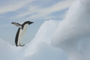 Environment