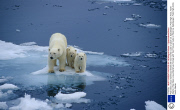 Polar bear (Ursus maritimus) female with two first-ear cubs on pack ice. Spitzbergen, Polar High Arctic, North Atlantic.