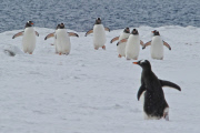 Antarctica