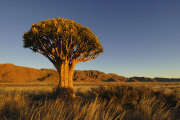 Afrika - Namibia - Koecherbaum